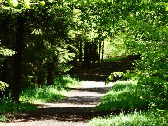 Langlands Moss