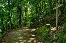 Kilminorth Woods