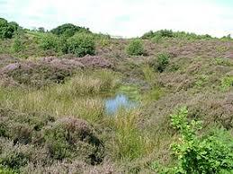Waldridge Fell