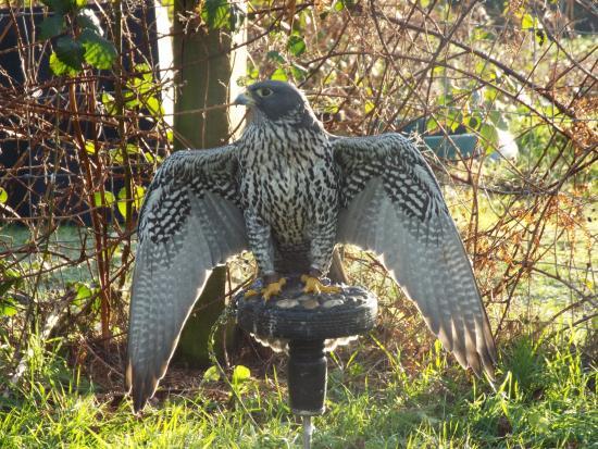 Forest Falconry